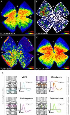 The retina of the lab rat: focus on retinal ganglion cells and photoreceptors